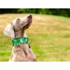 Barcelona Dogs Martingale Hondenhalsband Green- Hondenhalsband