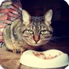 Beco Pets Drinkbak Of Voerbak Cat Bowl Wit- Voerbakken