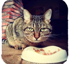 Beco Pets Drinkbak Of Voerbak Cat Bowl Wit- Voerbakken