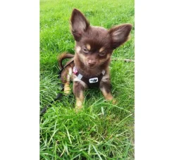 Curli Hondentuig Air-Mesh Harness Brown- Puppy Tuig & Puppy Harnas