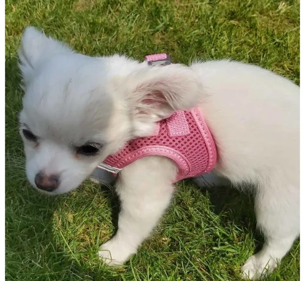 Curli Hondentuig Air-Mesh Harness Pink- Puppy Tuig & Puppy Harnas