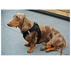 Curli Hondentuig Air-Mesh Harness Black- Puppy Tuig & Puppy Harnas