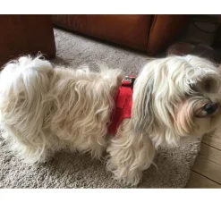 Curli Hondentuig Air-Mesh Harness Red- Puppy Tuig & Puppy Harnas