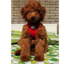 Curli Hondentuig Air-Mesh Harness Red- Puppy Tuig & Puppy Harnas