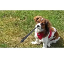 Curli Hondentuig Air-Mesh Harness Red- Puppy Tuig & Puppy Harnas