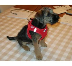 Curli Hondentuig Air-Mesh Harness Red- Puppy Tuig & Puppy Harnas