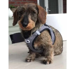 Curli Hondentuig Merino Zwart- Puppy Tuig & Puppy Harnas