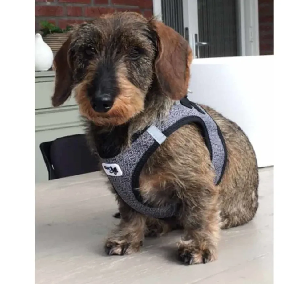 Curli Hondentuig Merino Zwart- Puppy Tuig & Puppy Harnas