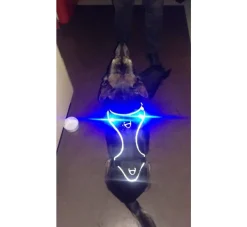 Curli Luumi Led Lampjes Zwart- Hondenhalsband