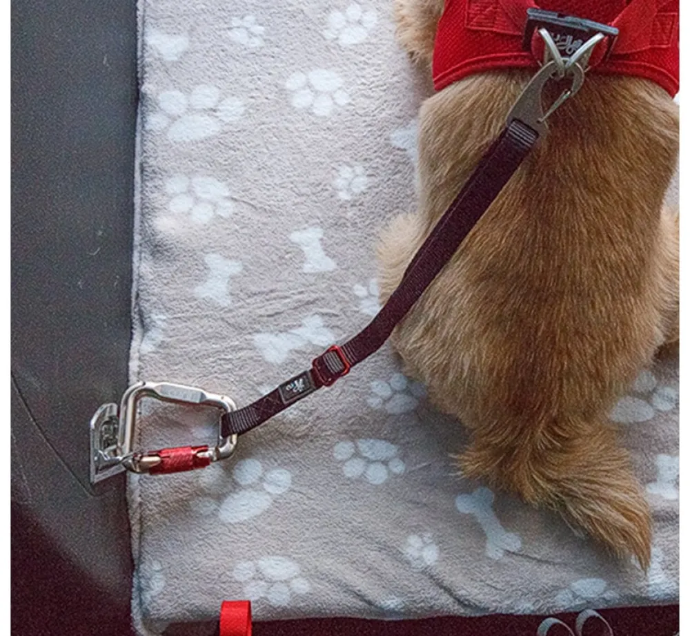 Curli Veiligheidsriem- Autogordel Hond