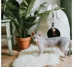 District70 Kattenmand Casa Merengue- Kattenmand