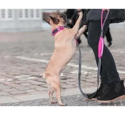 DOG Copenhagen Hondenhalsband Urban Explorer Wild Rose (V2)- Hondenhalsband