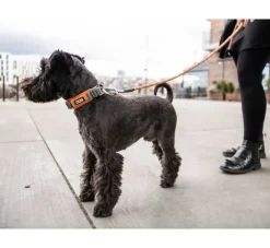 DOG Copenhagen Hondenhalsband Urban Explorer Orange Sun- Hondenhalsband