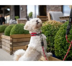 DOG Copenhagen Hondenhalsband Urban Explorer Classic Red- Hondenhalsband