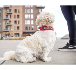 DOG Copenhagen Hondenhalsband Urban Explorer Classic Red- Hondenhalsband