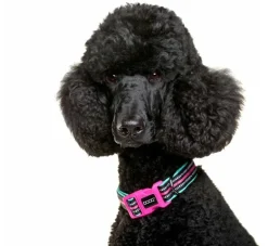DOOG Hondenhalsband Neopreen Rin Tin Tin- Hondenhalsband