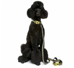 DOOG Hondenriem Neopreen Clip It Bolt- Puppy Riem