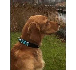 Doxtasy Hondenhalsband Blue River 25 Mm- Hondenhalsband