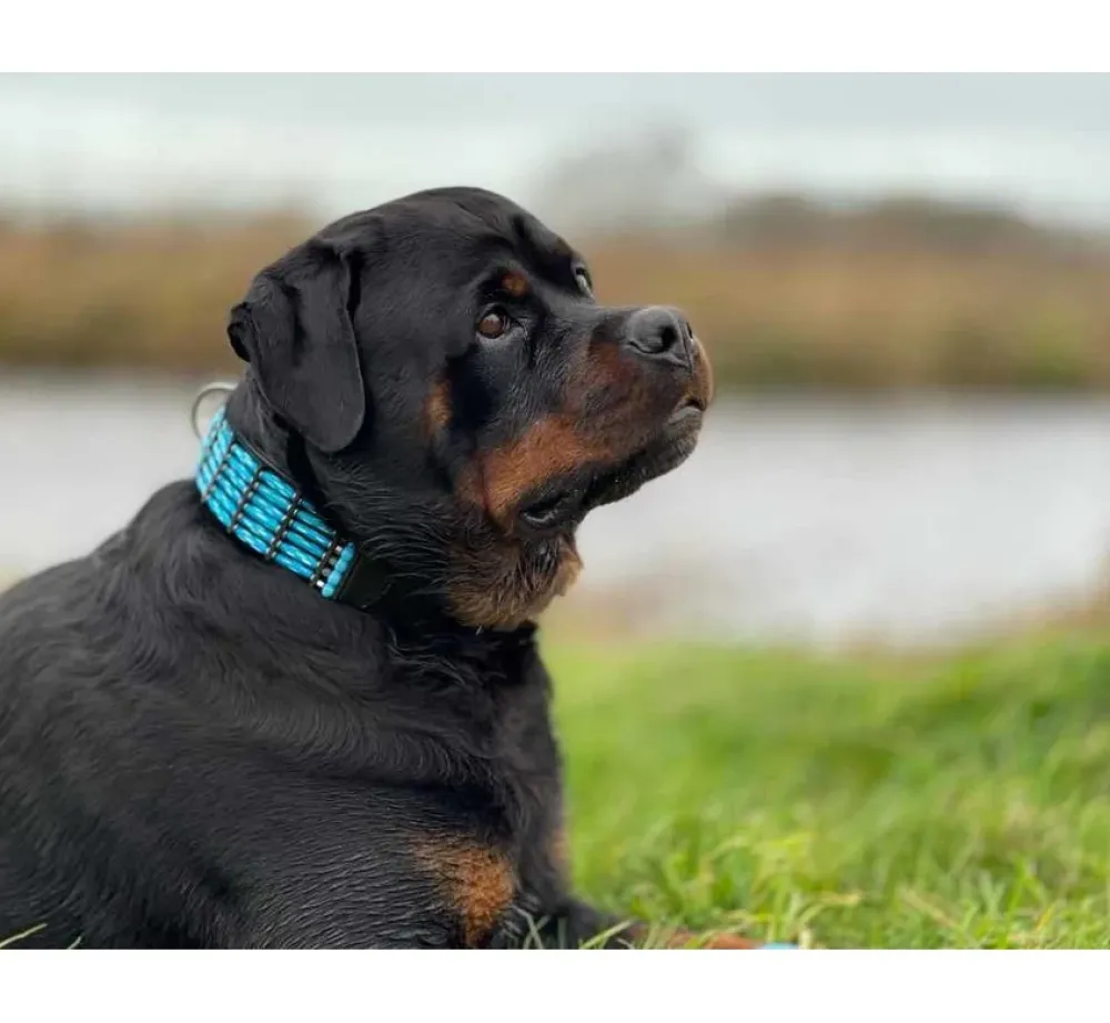 Doxtasy Hondenhalsband Blue River 50Mm- Hondenhalsband