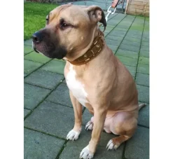 Doxtasy Hondenhalsband Glorious Tan- Hondenhalsband