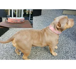 Doxtasy Hondenhalsband Met Naam Large Pink- Hondenhalsband