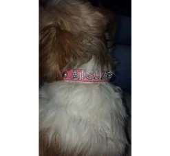 Doxtasy Hondenhalsband Met Naam Medium Pink- Hondenhalsband