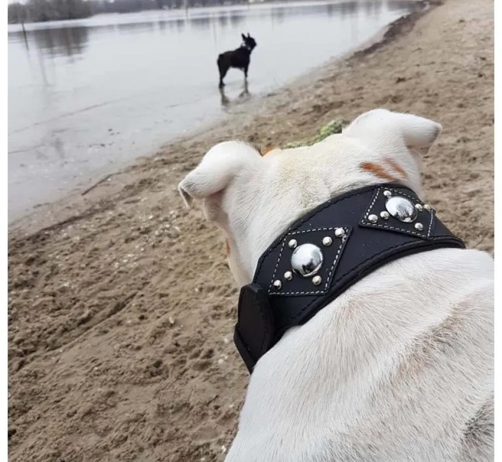 Doxtasy Hondenhalsband Ruff Chique Black- Hondenhalsband