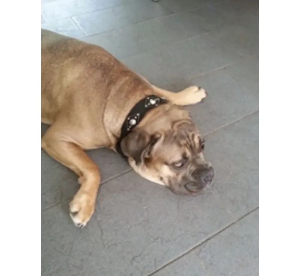 Doxtasy Hondenhalsband Ruff Chique Black- Hondenhalsband