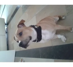 Doxtasy Hondenhalsband Ruff Chique Black- Hondenhalsband