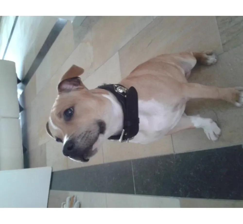 Doxtasy Hondenhalsband Ruff Chique Black- Hondenhalsband