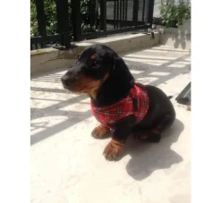 Doxtasy Hondentuig Comfy Harnass Scottish Red- Puppy Tuig & Puppy Harnas