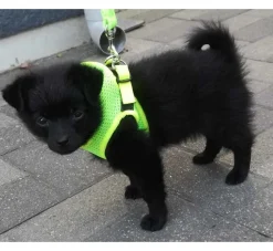 Doxtasy Hondentuig Comfy Harnass Mesh Fluo Green- Puppy Tuig & Puppy Harnas