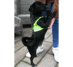 Doxtasy Hondentuig Comfy Harnass Mesh Fluo Green- Puppy Tuig & Puppy Harnas