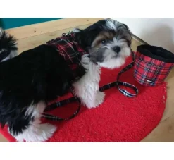 Doxtasy Hondentuig Comfy Harnass Scottish Black- Puppy Tuig & Puppy Harnas