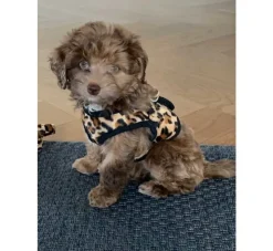 Doxtasy Hondentuig Comfy Harnass Leopard Brown- Puppy Tuig & Puppy Harnas
