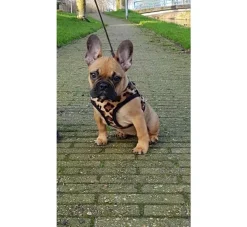 Doxtasy Hondentuig Comfy Harnass Leopard Brown- Puppy Tuig & Puppy Harnas