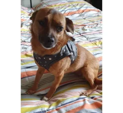 Doxtasy Hondentuig Comfy Harnass Full Metal Jacket- Puppy Tuig & Puppy Harnas