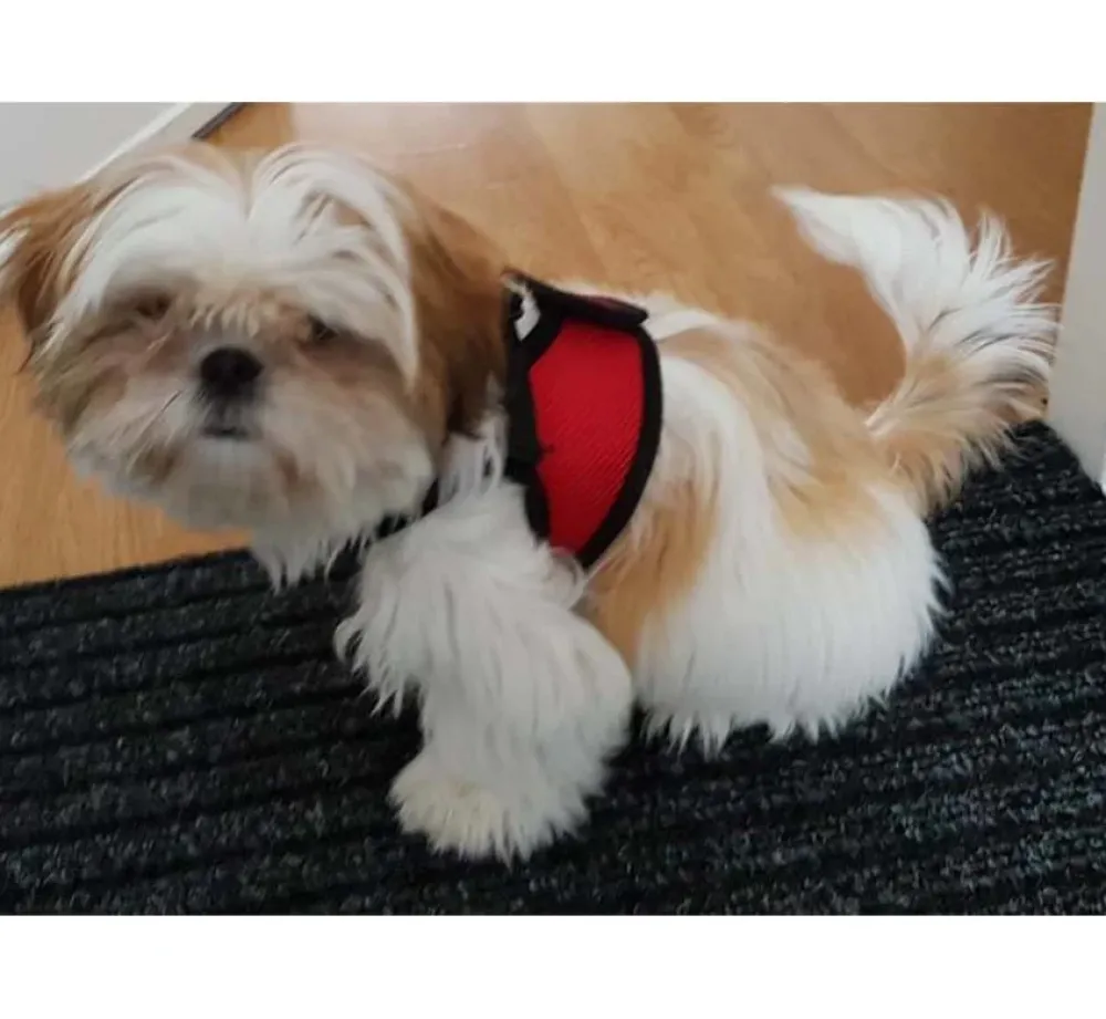 Doxtasy Hondentuig Comfy Harnass Mesh Red- Puppy Tuig & Puppy Harnas