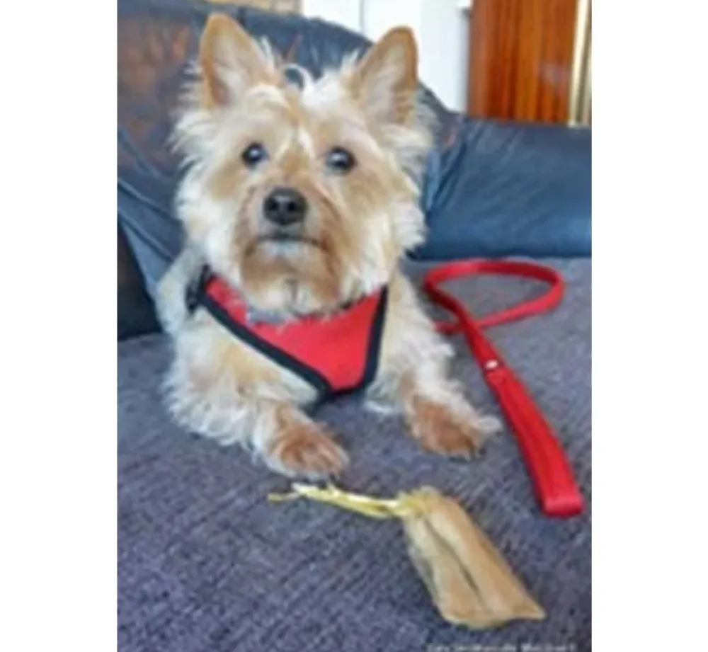 Doxtasy Hondentuig Comfy Harnass Mesh Red- Puppy Tuig & Puppy Harnas