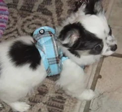 Doxtasy Hondentuig Comfy Harnass Scottish Turquoise- Puppy Tuig & Puppy Harnas