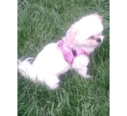 Doxtasy Hondentuig Comfy Harnass Scottish Pink- Puppy Tuig & Puppy Harnas