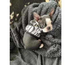 Doxtasy Hondentuig Comfy Harnass Zebra- Puppy Tuig & Puppy Harnas