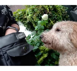 EQDOG Beloningszakje Click And Treat Zwart- Beloningszakje