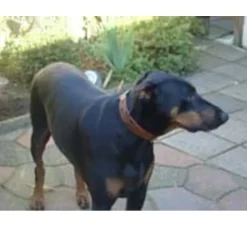 Heim Hondenhalsband Savanne Cognac- Hondenhalsband