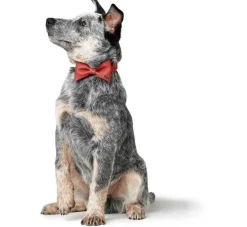 Hunter Honden Vlinderdas Paris- Hondenhalsband