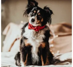 Hunter Honden Vlinderdas Paris- Hondenhalsband