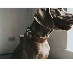 Hunter Hondenhalsband Aalborg Special Cognac- Hondenhalsband