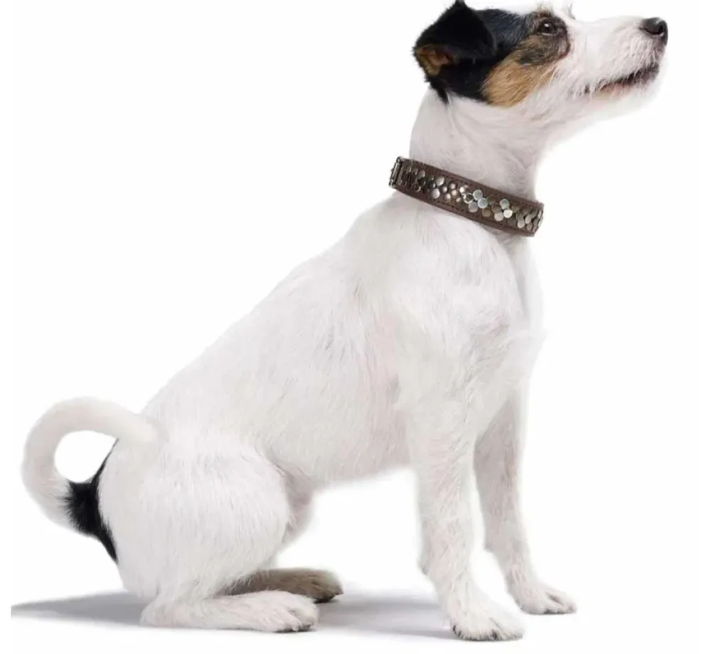 Hunter Hondenhalsband Arizona Up Bruin- Hondenhalsband