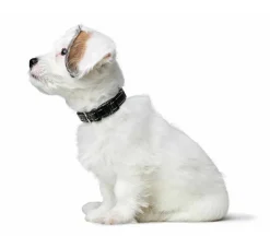 Hunter Hondenhalsband Canadian Up Zwart- Hondenhalsband
