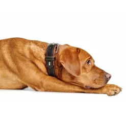 Hunter Hondenhalsband Canadian Up Zwart / Cognac- Hondenhalsband